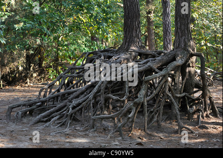 Les racines exposées des arbres de pin en raison de l'érosion du sol dans la forêt de Kabouterberg à Kasterlee, Belgique Banque D'Images