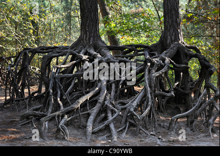 Les racines exposées des arbres de pin en raison de l'érosion du sol dans la forêt de Kabouterberg à Kasterlee, Belgique Banque D'Images