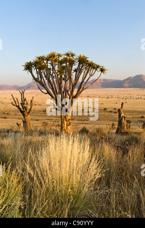 Le Koiimasis Quiver Tree Farm Tiras Mountains Namibie Banque D'Images