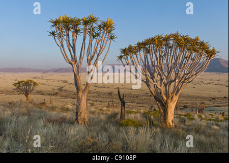 Arbres carquois sur Koiimasis farm Tiras Mountains Namibie Banque D'Images