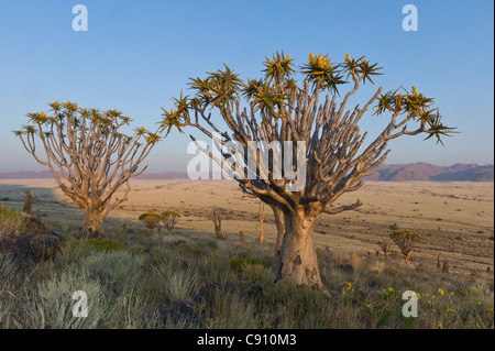 Arbres carquois sur Koiimasis farm Tiras Mountains Namibie Banque D'Images