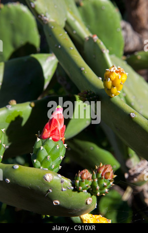 Les Pays-Bas, Oranjestad, Saint-Eustache, île des Antilles néerlandaises. Cochenille floraison Cactus dans le jardin botanique. Banque D'Images