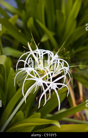 Les Pays-Bas, Oranjestad, Saint-Eustache, île des Antilles néerlandaises. La floraison Spider Lily en jardin botanique. Banque D'Images