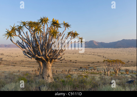 Le Koiimasis Quiver Tree Farm Tiras Mountains Namibie Banque D'Images