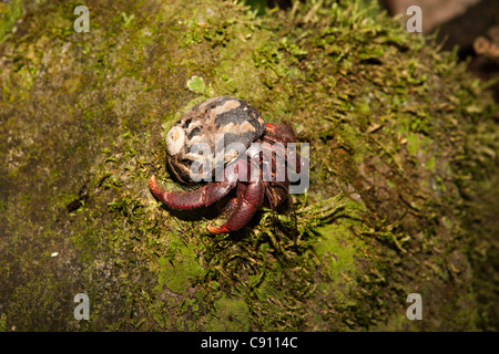 Les Pays-Bas, Oranjestad, Saint-Eustache, île des Antilles néerlandaises. Crabe ermite ou d'un soldat dans le Parc National de la douille. Banque D'Images