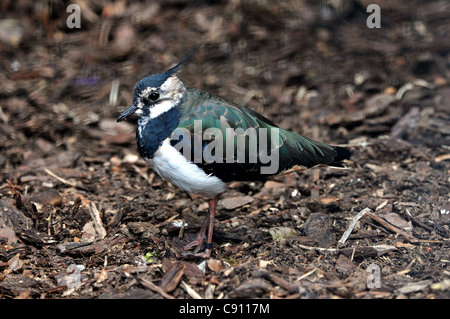 Un LAPWIING (VERT) Pluvier au parc d'ATTRACTIONS ET PARC ANIMALIER BIRDWORLD, Surrey. Banque D'Images