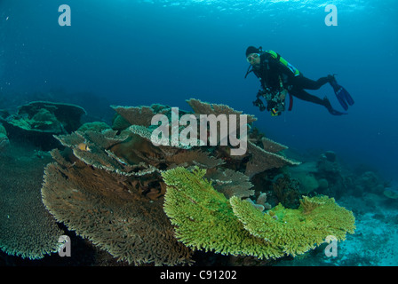 Plongeur sur les coraux de la table, Acropora sp, site de plongée de Rhoda Beach, Christmas Island, Australie, Océan Indien Banque D'Images