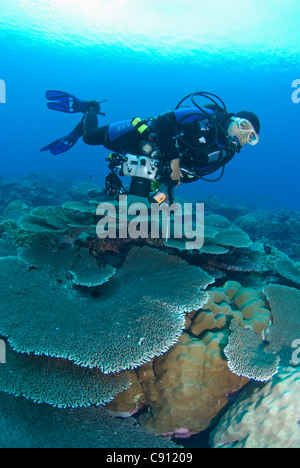 Plongeur sur les coraux de la table, Acropora sp, site de plongée de Rhoda Beach, Christmas Island, Australie, Océan Indien Banque D'Images