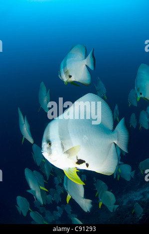 Grande école de poissons-Batfish à longue nageoire, Platax teira, site de plongée de Thundercliff, Christmas Island, Australie,Océan Indien Banque D'Images