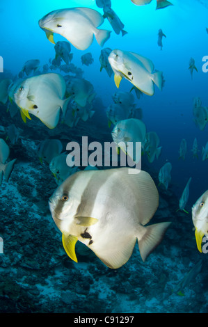 Grande école de poissons-Batfish à longue nageoire, Platax teira, site de plongée de Thundercliff, Christmas Island, Australie,Océan Indien Banque D'Images