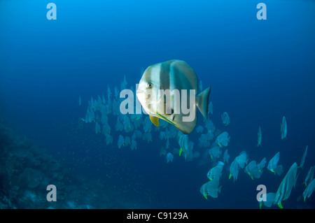 Grande école de poissons-Batfish à longue nageoire, Platax teira, site de plongée de Thundercliff, Christmas Island, Australie,Océan Indien Banque D'Images