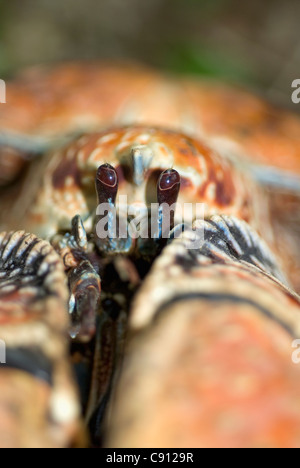 Crabe rouge, Birgus latro, vulnérable, Christmas Island, Australie,Océan Indien Banque D'Images