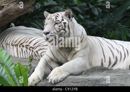 Deux tigres blancs au Zoo de Singapour Banque D'Images