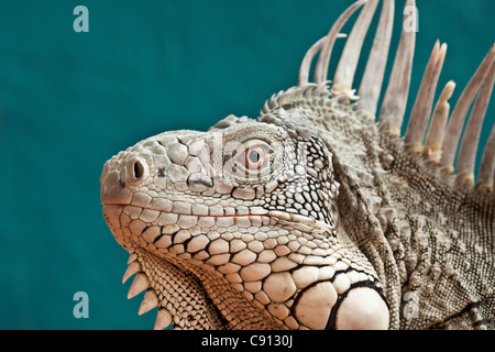 Les Pays-Bas, l'île de Bonaire, Antilles néerlandaises, Kralendijk, Green Iguana Iguana iguana ( ). Banque D'Images