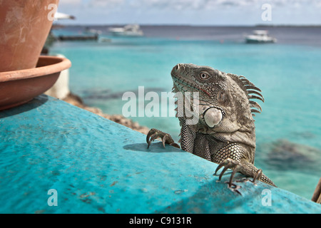 Les Pays-Bas, l'île de Bonaire, Antilles néerlandaises, Kralendijk, Green Iguana Iguana iguana ( ) près de diver's Beach et l'hôtel. Banque D'Images