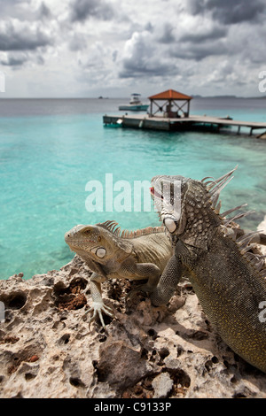 Les Pays-Bas, l'île de Bonaire, Antilles néerlandaises, Kralendijk, Green Iguana Iguana iguana ( ) près de diver's Beach et l'hôtel. Banque D'Images