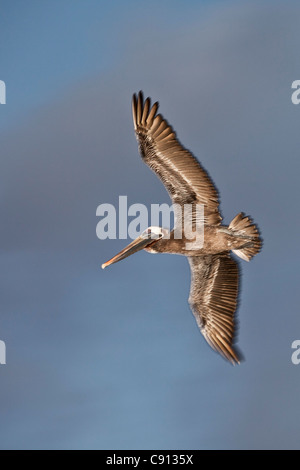 Les Pays-Bas, l'île de Bonaire, Antilles néerlandaises, Kralendijk, Pélican brun (Pelecanus occidentalis). Banque D'Images