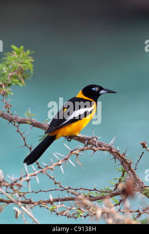 Les Pays-Bas, l'île de Bonaire, Antilles néerlandaises, Kralendijk, Quiscale bronzé Quiscalus lugubris Carib ( ). Banque D'Images