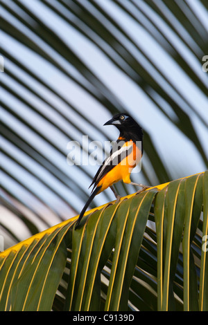 Les Pays-Bas, l'île de Bonaire, Antilles néerlandaises, Kralendijk, Quiscale bronzé Quiscalus lugubris Carib ( ). Banque D'Images