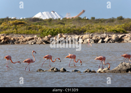 Les Pays-Bas, l'île de Bonaire, Antilles néerlandaises, Kralendijk, American Flamingo (Phoenicopterus ruber ). Historique des mines de sel. Banque D'Images