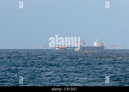 Les Pays-Bas, l'île de Bonaire, Antilles néerlandaises, Kralendijk, American Flamingo (Phoenicopterus ruber ). Pétrolier. Banque D'Images