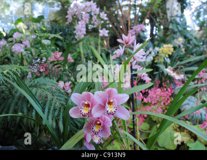 Orchidées À Wisley Gardens, SURREY Banque D'Images