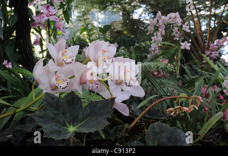 Orchidées À Wisley Gardens, SURREY Banque D'Images