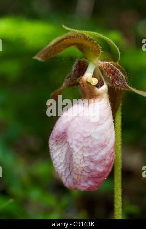 Une rose Lady's Slipper fleur dans le Maine. Banque D'Images