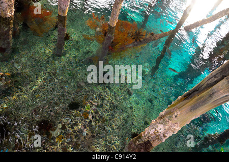 Jetée sur les récifs coralliens en eau bleue, Kri Eco Resort, Raja Ampat îles de Papouasie occidentale dans l'océan Pacifique, l'Indonésie. Banque D'Images