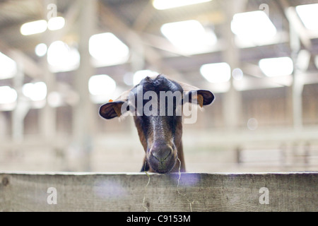 Chèvre dans une ferme Banque D'Images