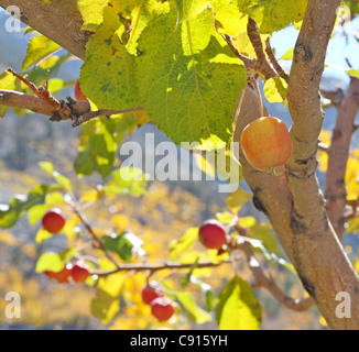 Pommier sauvage avec de petites pommes rouges bien mûrs à l'automne avec l'éclairage tournant les feuilles. Banque D'Images