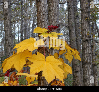 L'aralie jaune vif dans une forêt en automne de l'Alaska Banque D'Images