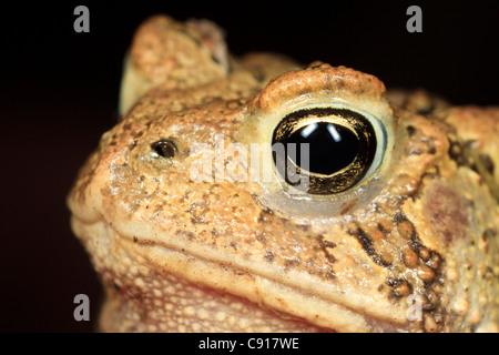 Crapaud d'Amérique (Anaxyrus americanus) Banque D'Images