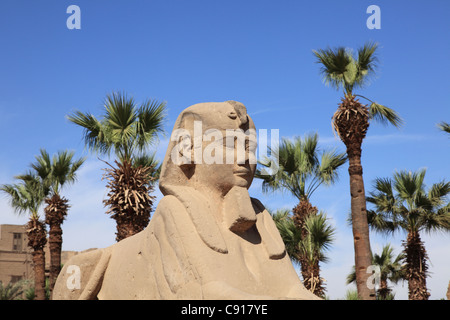 Temple de Karnak est un immense temple pharaonique et musée en plein air et le plus grand site religieux anciens dans le monde. L'Avenue de Banque D'Images