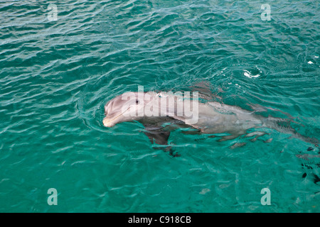 Curaçao, île des Caraïbes, indépendante des Pays-Bas depuis 2010. Willemstad. L'Aquarium de mer. Dolphin. Banque D'Images