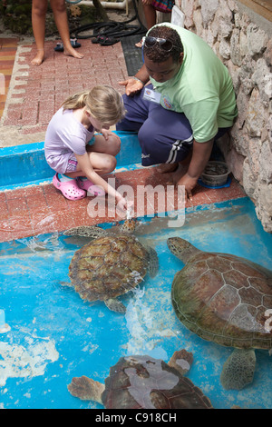 Curaçao, île des Caraïbes, indépendante des Pays-Bas depuis 2010. Willemstad. L'Aquarium de mer. Les tortues d'alimentation. Banque D'Images