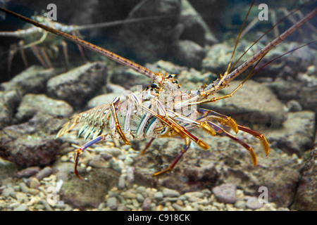 Curaçao, île des Caraïbes, indépendante des Pays-Bas depuis 2010. Willemstad. L'Aquarium de mer. Le homard. Banque D'Images