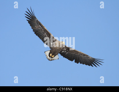 L'aigle de mer de Steller en vol Banque D'Images