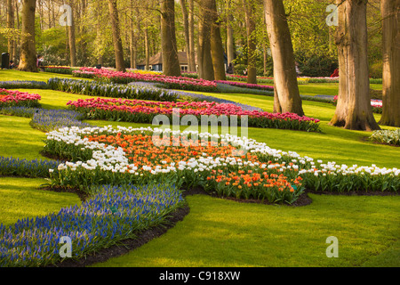 Les Pays-Bas, lisse, jardin de fleurs Keukenhof, principalement Tulip. Banque D'Images