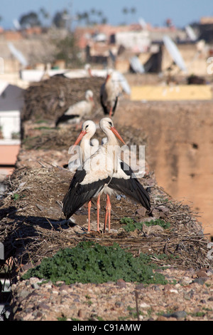 Cigognes blanches nichent sur les murs en ruine du palais El Badii à Marrakech, Marrakech Maroc. Banque D'Images