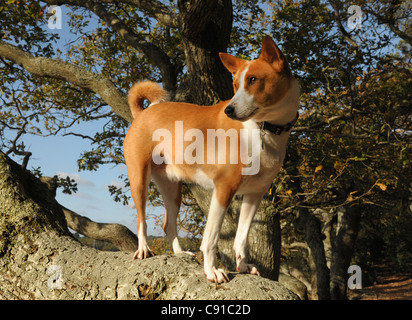 L'ancienne race d'Afrique centrale de chien de chasse, le Basenji. Une belle, intelligente et très indépendante dog Banque D'Images