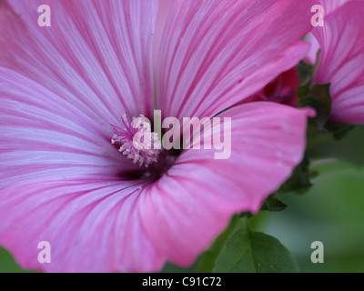 Lavatera trimestris / mauve / Sorte coupe d'argent / Bechermalve Banque D'Images