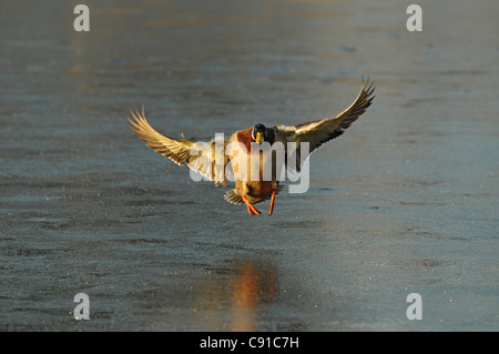 Canard colvert landing on ice Banque D'Images