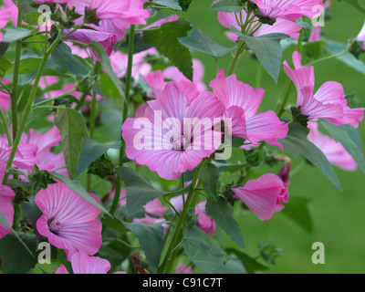 Lavatera trimestris / mauve / Sorte coupe d'argent / Bechermalven Banque D'Images