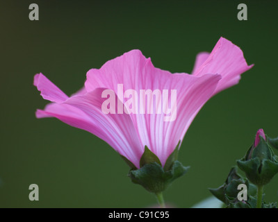 Lavatera trimestris / mauve / Sorte coupe d'argent / Bechermalve Banque D'Images