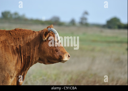 Vache Maraichine le pâturage dans le marais de la réserve naturelle de Moëze-Oleron Banque D'Images