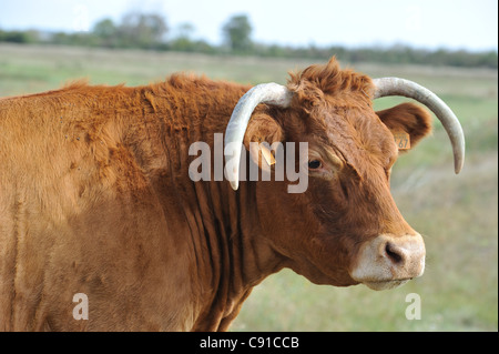 Vache Maraichine le pâturage dans le marais de la réserve naturelle de Moëze-Oleron Banque D'Images