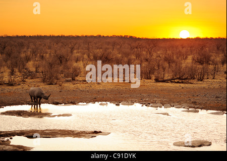 Rhinoceros debout à trou d'eau durant le coucher du soleil, rhinocéros blanc, Diceros bicornis, Etosha National Park, Namibie Banque D'Images