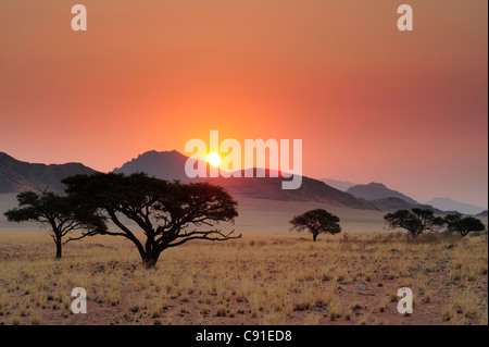 Coucher de soleil sur l'herbe et savannah savannah avec camel-arbres épineux, Namib Rand Nature Reserve, désert du Namib, le Namib, Namibie Banque D'Images