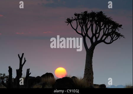 Quiver Tree avec coucher du soleil, l'Aloe dichotoma, Quiver Tree Forest, Keetmanshoop, Namibie Banque D'Images